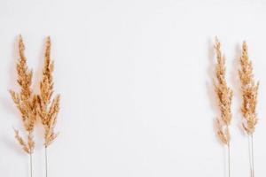 Dry grass on a white background. Greeting card concept, place for text. View from above photo