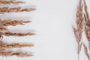 Dry grass on a white background. Greeting card concept, place for text. View from above photo