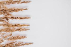 Dry grass on a white background. Greeting card concept, place for text. View from above photo