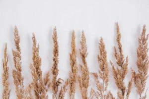 Dry grass on a white background. Greeting card concept, place for text. View from above photo