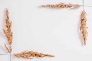 Dry grass on a white background. Greeting card concept, place for text. View from above photo