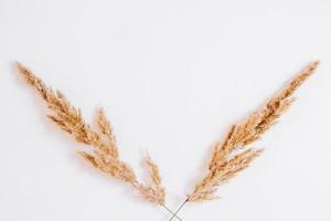 Dry grass on a white background. Greeting card concept, place for text. View from above photo