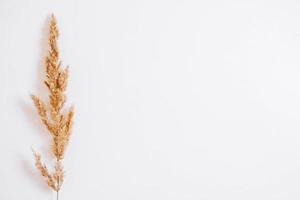 Dry grass on a white background. Greeting card concept, place for text. View from above photo