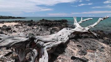 Bois flotté et mer sur la grande île d'anaeho'omalu beach, hawaii video