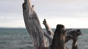Aloha - hawaiianisches Wort für Liebe, Zuneigung, Frieden, Mitgefühl und Barmherzigkeit - auf Treibholz am Strand von Hawaii eingravierte Zeichen