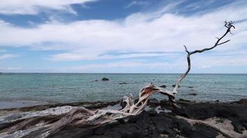 Driftwood and sea on the Anaeho'omalu beach Big Island, Hawaii video