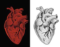 Illustration vector human heart with engraving style