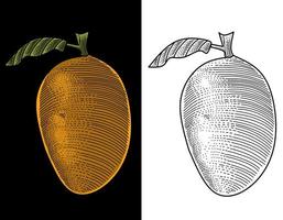 vector Mango fruit with engraving style