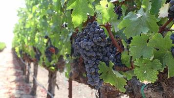 Winery dans la Napa Valley, Californie video