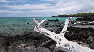 Treibholz und Meer auf der großen Insel Anaeho'omalu Beach, Hawaii video