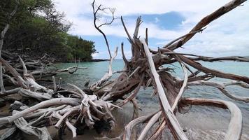 madeira flutuante e mar na grande ilha da praia de anaeho'omalu, havaí video