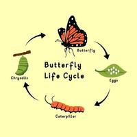 diseño de vector de ciclo de vida de mariposa