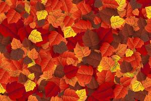 maple leaf, autumn banner vector background