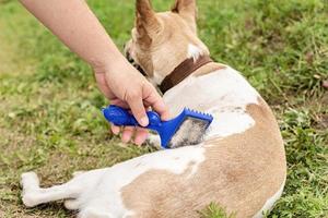 Man hand brushing a mixed breed dog outside in the park in a summer day photo