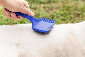 man hand brushing a dog with long fur photo