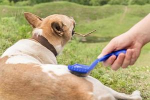 man brushing a mixed breed dog outside in the park photo