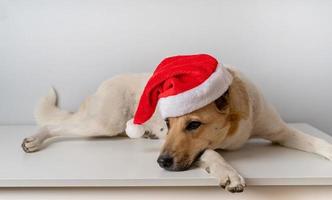 mixed breed shepherd dog wearing santa hat photo
