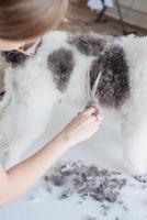 smiling woman grooming bichon frise dog in salon photo