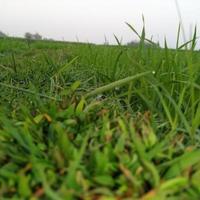 A combination of green grass photo