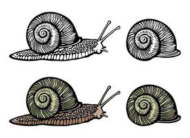Hand-drawn Vector Illustration of Common grape Snail. Color and Outline Realistic Slug with radial shell. Design for label, logo, cosmetic cream