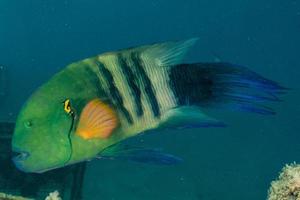 Fish swim in the Red Sea, colorful fish, Eilat Israel photo