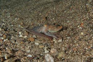 Pulpo rey del camuflaje en el mar Rojo, Eilat, Israel foto