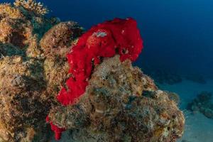 Coral reef and water plants in the Red Sea, Eilat Israel photo