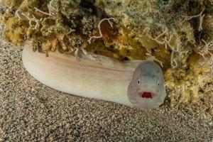 Morena mooray lycodontis undulatus en el mar rojo, eilat israel foto