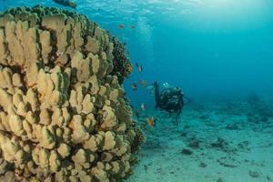 Coral reef and water plants in the Red Sea, Eilat Israel photo