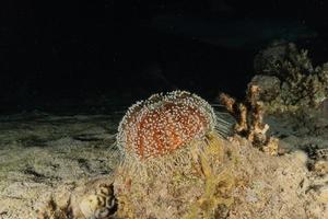 Coral reef and water plants in the Red Sea, Eilat Israel photo