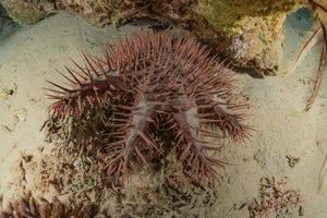 Coral reef and water plants in the Red Sea, Eilat Israel photo