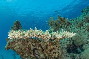 Coral reef and water plants in the Red Sea, Eilat Israel photo