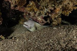 Morena mooray lycodontis undulatus en el mar rojo, eilat israel foto