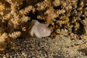 Morena mooray lycodontis undulatus en el mar rojo, eilat israel foto