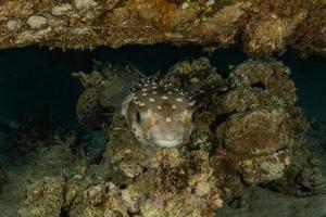 Fish swim in the Red Sea, colorful fish, Eilat Israel photo