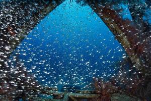 Fish swim in the Red Sea, colorful fish, Eilat Israel photo