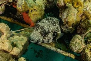 Fish swim in the Red Sea, colorful fish, Eilat Israel photo