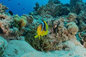 Fish swim in the Red Sea, colorful fish, Eilat Israel photo