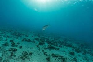 Fish swim in the Red Sea, colorful fish, Eilat Israel photo