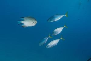 Fish swim in the Red Sea, colorful fish, Eilat Israel photo