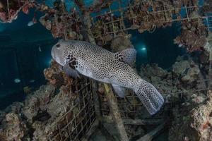 Fish swim in the Red Sea, colorful fish, Eilat Israel photo