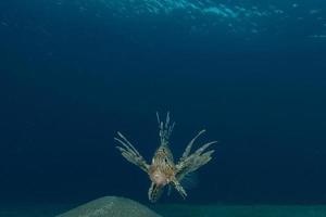 Lion fish in the Red Sea colorful fish, Eilat Israel photo