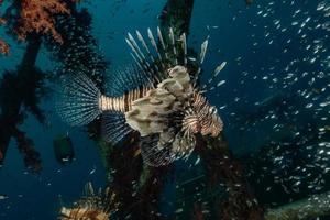 Lion fish in the Red Sea colorful fish, Eilat Israel photo