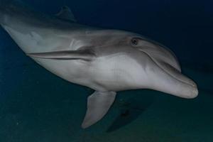 delfines nadando en el mar rojo, eilat israel foto