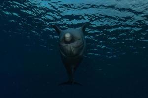 Dolphin swimming in the Red Sea, Eilat Israel photo