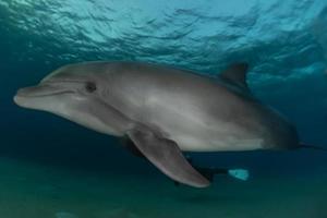 Dolphin swimming in the Red Sea, Eilat Israel photo