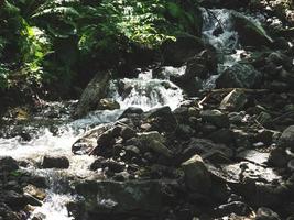 Creek in a mountain forest. Caucasus mountains photo