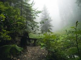 Wooden bench in the Beautiful forest of Caucasus mountains in fog. Russia photo