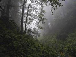 hermoso bosque de las montañas del cáucaso en la niebla. Rusia foto