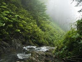 Creek in a mountain forest. Caucasus mountains